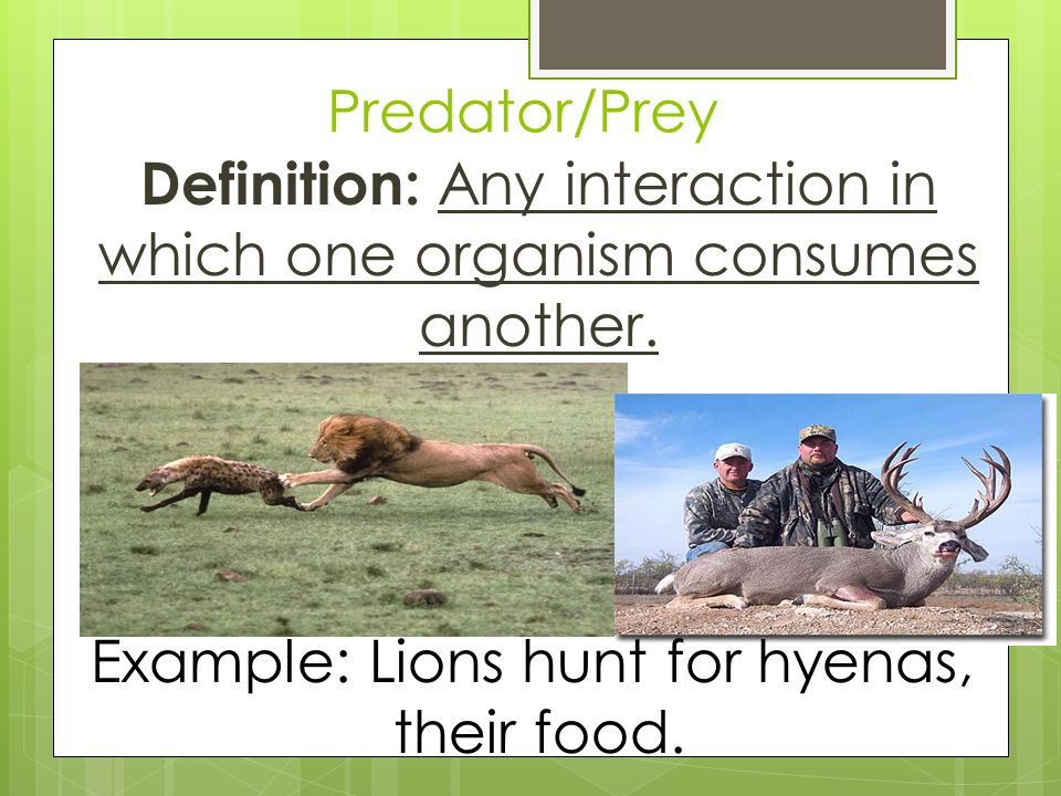 Definition & Meaning of Prey
