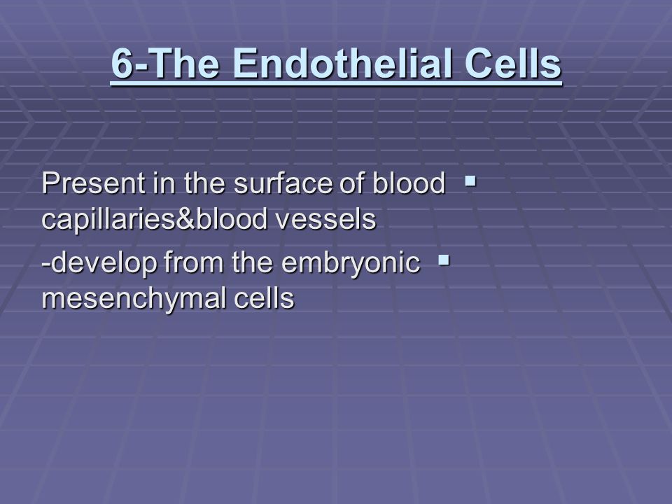 6-The Endothelial Cells  Present in the surface of blood capillaries&blood vessels  -develop from the embryonic mesenchymal cells