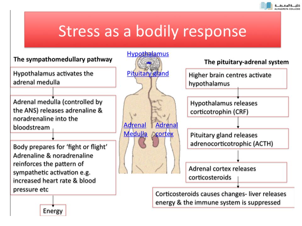 Adrenal stress. Окислительный стресс. Стресс ОКИБАТЛАРИ. Стресс и иммунная система. Асабийлашиш стресс.