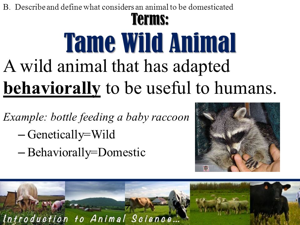 Introduction to ANIMAL SCIENCE Objectives:  5 functions of domestic  animals  and define what considers an animal to be domesticated  . - ppt download