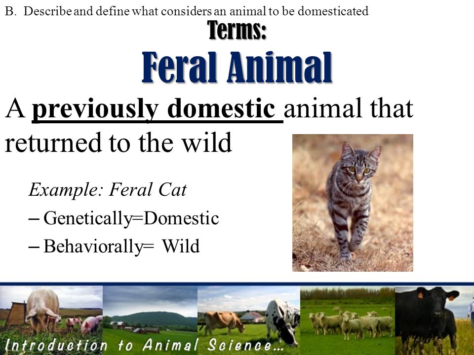 Introduction to ANIMAL SCIENCE Objectives:  5 functions of domestic  animals  and define what considers an animal to be domesticated C. Define. - ppt download