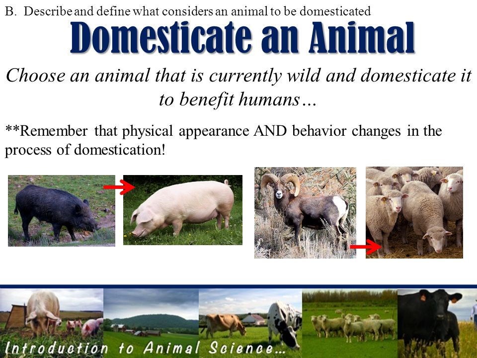 Introduction to ANIMAL SCIENCE Objectives:  5 functions of domestic  animals  and define what considers an animal to be domesticated C. Define. - ppt download