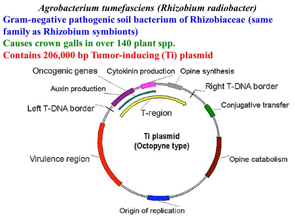 Agrobacterium tumefasciens (Rhizobium radiobacter) Gram-negative pathogenic soil bacterium of Rhizobiaceae (same family as Rhizobium symbionts) Causes crown galls in over 140 plant spp.