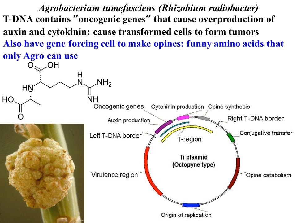 Agrobacterium tumefasciens (Rhizobium radiobacter) T-DNA contains oncogenic genes that cause overproduction of auxin and cytokinin: cause transformed cells to form tumors Also have gene forcing cell to make opines: funny amino acids that only Agro can use