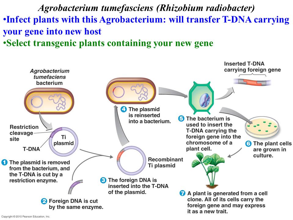 Гибридизация плазмид. Agrobacterium tumefaciens ti плазмида. Бактерия Agrobacterium tumefaciens. Агробактерия тумефациенс. Плазмиды бактерий в генной инженерии.