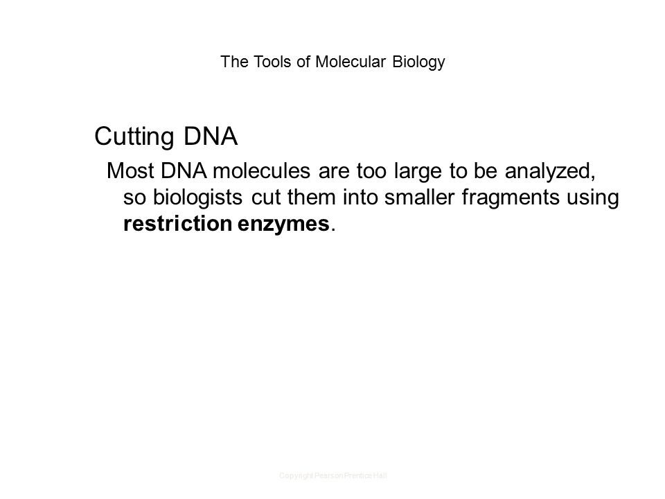 Copyright Pearson Prentice Hall The Tools of Molecular Biology Cutting DNA Most DNA molecules are too large to be analyzed, so biologists cut them into smaller fragments using restriction enzymes.
