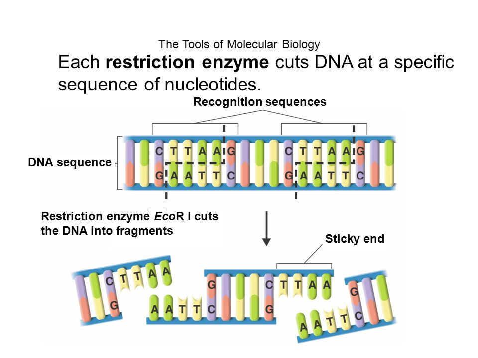 Copyright Pearson Prentice Hall The Tools of Molecular Biology Each restriction enzyme cuts DNA at a specific sequence of nucleotides.