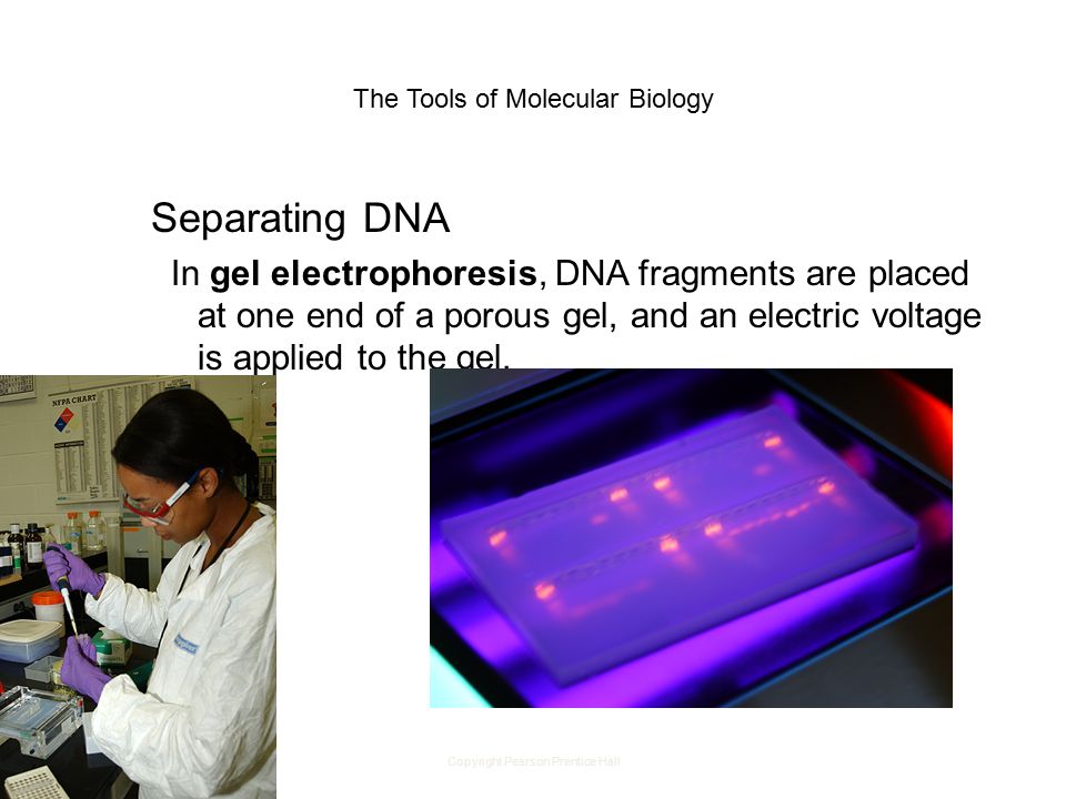 Copyright Pearson Prentice Hall The Tools of Molecular Biology Separating DNA In gel electrophoresis, DNA fragments are placed at one end of a porous gel, and an electric voltage is applied to the gel.