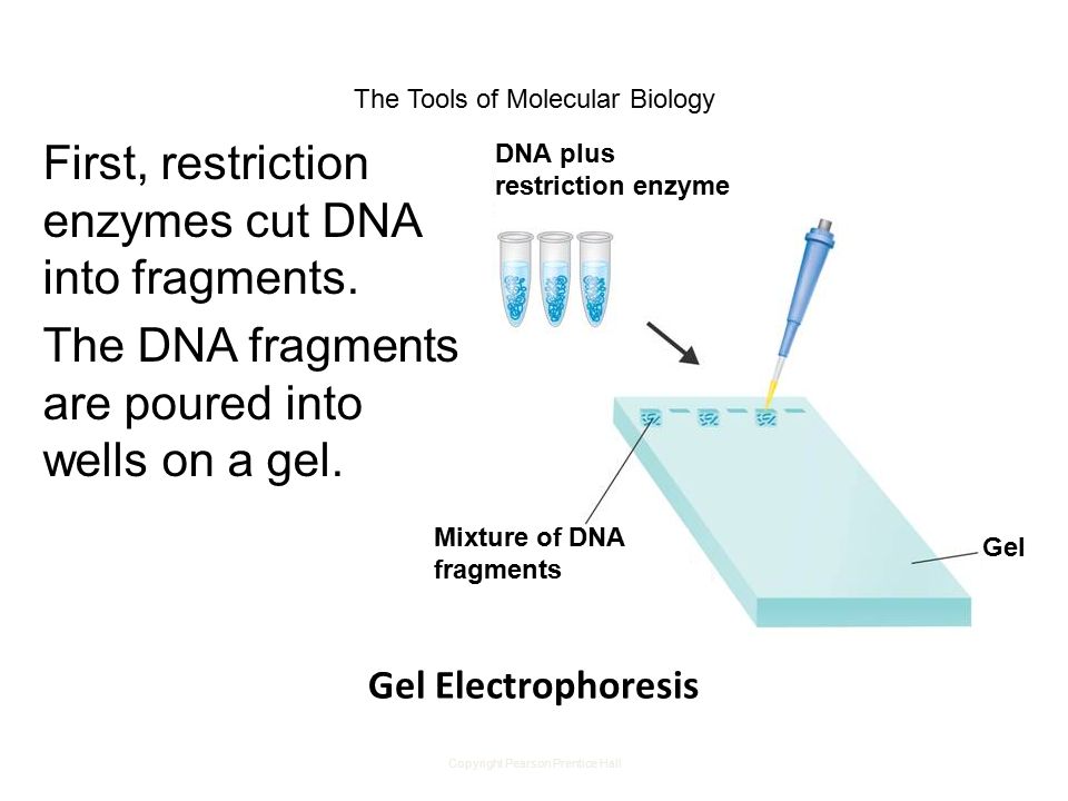 Copyright Pearson Prentice Hall The Tools of Molecular Biology First, restriction enzymes cut DNA into fragments.