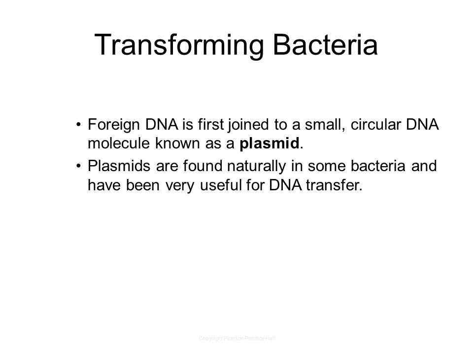Copyright Pearson Prentice Hall Transforming Bacteria Foreign DNA is first joined to a small, circular DNA molecule known as a plasmid.