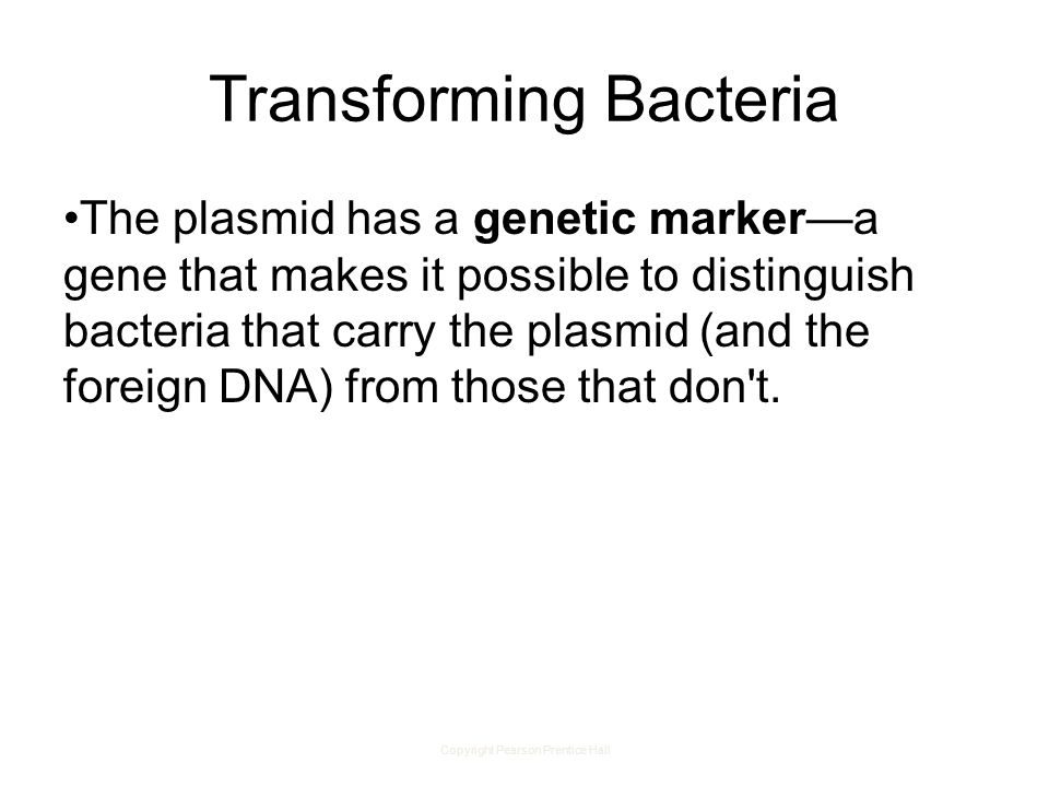 Copyright Pearson Prentice Hall Transforming Bacteria The plasmid has a genetic marker—a gene that makes it possible to distinguish bacteria that carry the plasmid (and the foreign DNA) from those that don t.