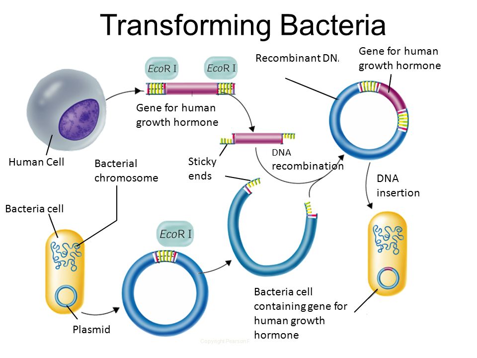 Copyright Pearson Prentice Hall Transforming Bacteria Recombinant DNA Gene for human growth hormone Human Cell Bacteria cell Bacterial chromosome Plasmid Sticky ends DNA recombination Bacteria cell containing gene for human growth hormone DNA insertion