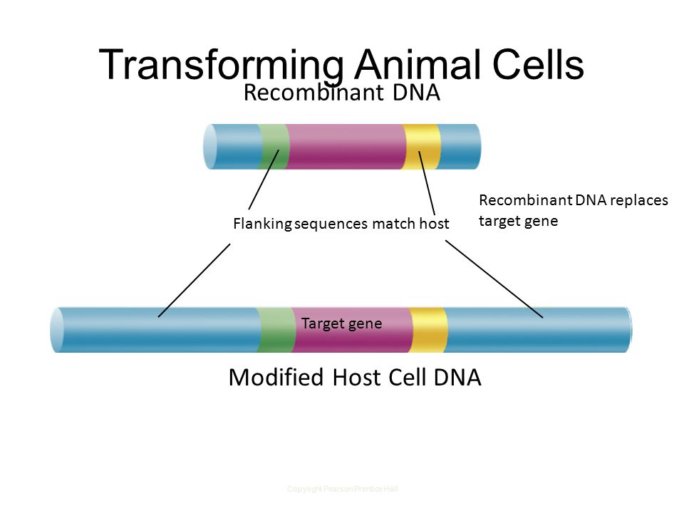 Copyright Pearson Prentice Hall Transforming Animal Cells Recombinant DNA Modified Host Cell DNA Target gene Flanking sequences match host Recombinant DNA replaces target gene