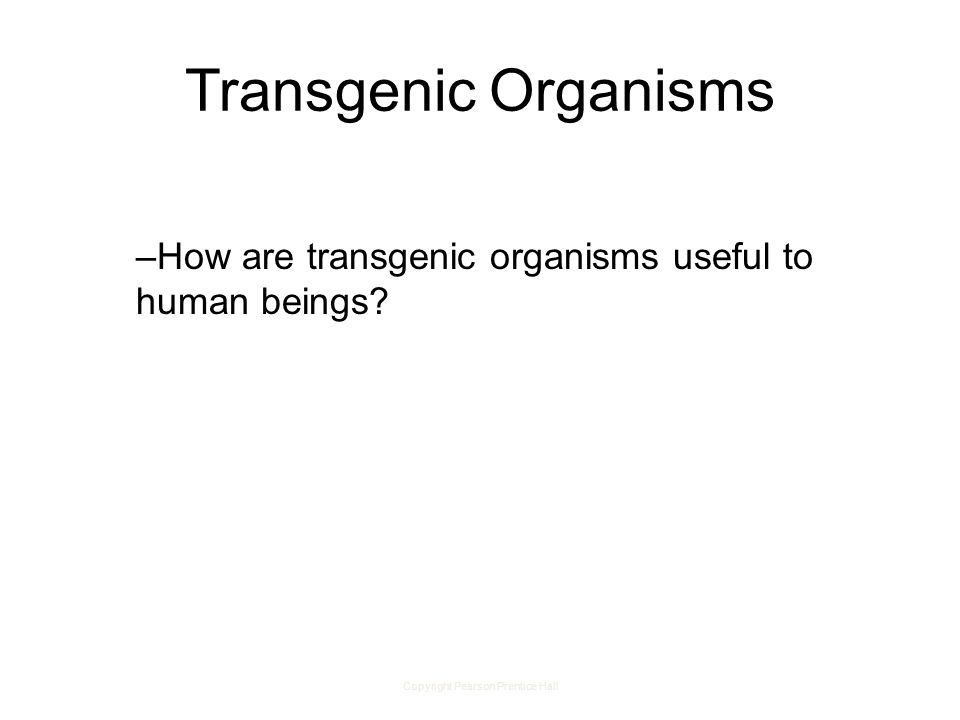 Copyright Pearson Prentice Hall –How are transgenic organisms useful to human beings.