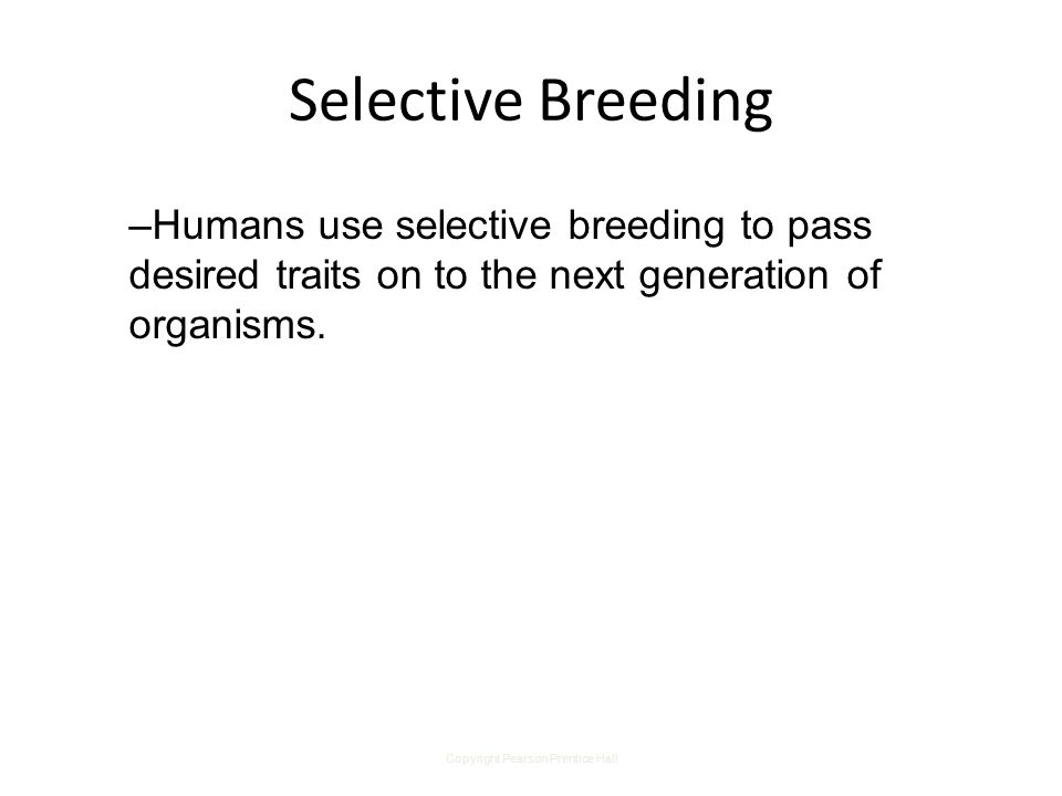 Copyright Pearson Prentice Hall Selective Breeding –Humans use selective breeding to pass desired traits on to the next generation of organisms.