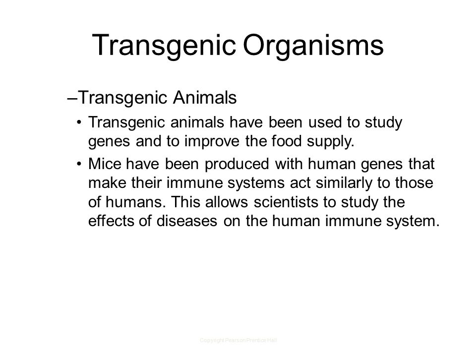 Copyright Pearson Prentice Hall Transgenic Organisms –Transgenic Animals Transgenic animals have been used to study genes and to improve the food supply.