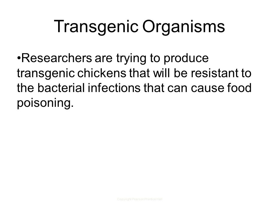 Copyright Pearson Prentice Hall Transgenic Organisms Researchers are trying to produce transgenic chickens that will be resistant to the bacterial infections that can cause food poisoning.