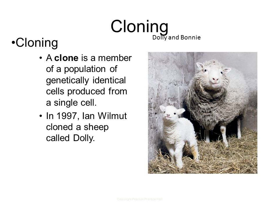 Copyright Pearson Prentice Hall Cloning A clone is a member of a population of genetically identical cells produced from a single cell.