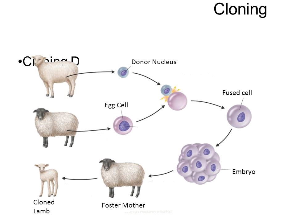 Copyright Pearson Prentice Hall Cloning Cloning Dolly Donor Nucleus Fused cell Embryo Egg Cell Foster Mother Cloned Lamb