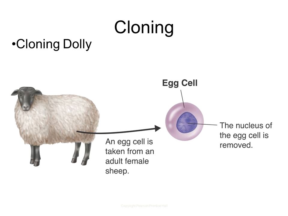 Copyright Pearson Prentice Hall Cloning Cloning Dolly