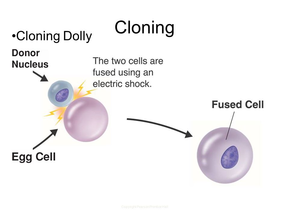 Copyright Pearson Prentice Hall Cloning Cloning Dolly