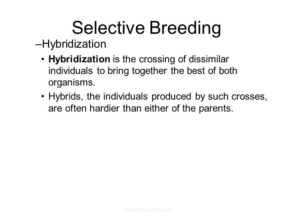 Copyright Pearson Prentice Hall Selective Breeding –Hybridization Hybridization is the crossing of dissimilar individuals to bring together the best of both organisms.