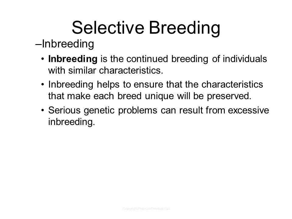 Copyright Pearson Prentice Hall Selective Breeding –Inbreeding Inbreeding is the continued breeding of individuals with similar characteristics.