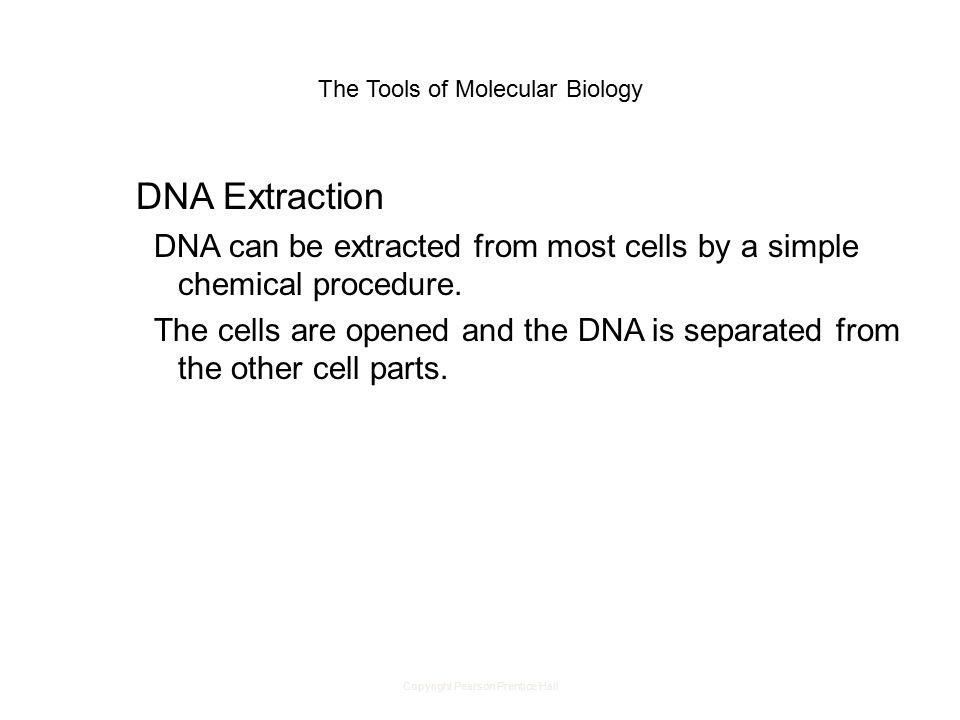Copyright Pearson Prentice Hall The Tools of Molecular Biology DNA Extraction DNA can be extracted from most cells by a simple chemical procedure.