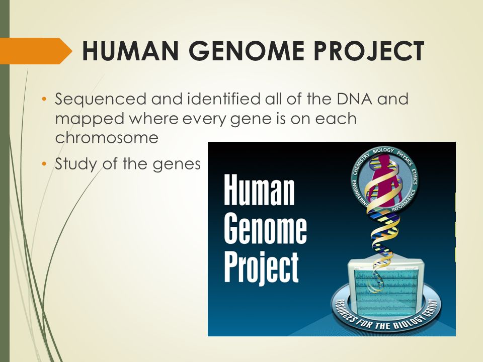HUMAN GENOME PROJECT Sequenced and identified all of the DNA and mapped where every gene is on each chromosome Study of the genes