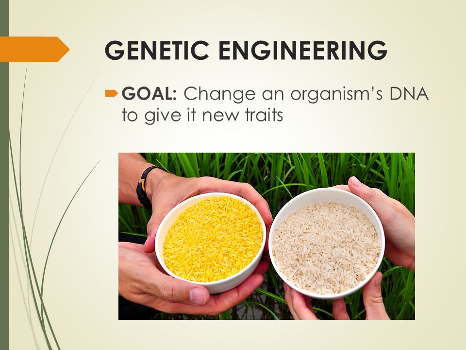 GENETIC ENGINEERING  GOAL: Change an organism’s DNA to give it new traits