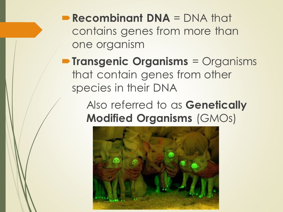  Recombinant DNA = DNA that contains genes from more than one organism  Transgenic Organisms = Organisms that contain genes from other species in their DNA Also referred to as Genetically Modified Organisms (GMOs)