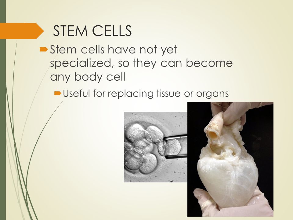 STEM CELLS  Stem cells have not yet specialized, so they can become any body cell  Useful for replacing tissue or organs