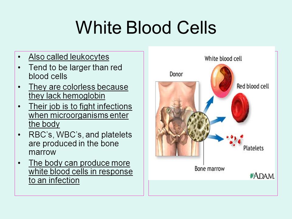 The Circulatory System Also Called The Cardiovascular System Ppt Download