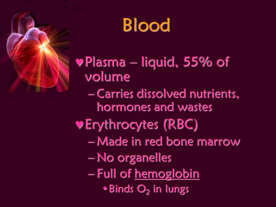 Blood Plasma – liquid, 55% of volume Plasma – liquid, 55% of volume –Carries dissolved nutrients, hormones and wastes Erythrocytes (RBC) Erythrocytes (RBC) –Made in red bone marrow –No organelles –Full of hemoglobin Binds O 2 in lungsBinds O 2 in lungs