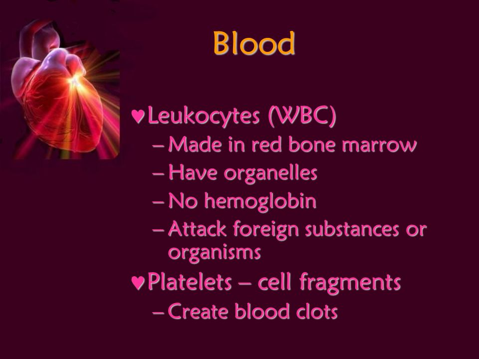 Blood Leukocytes (WBC) Leukocytes (WBC) –Made in red bone marrow –Have organelles –No hemoglobin –Attack foreign substances or organisms Platelets – cell fragments Platelets – cell fragments –Create blood clots