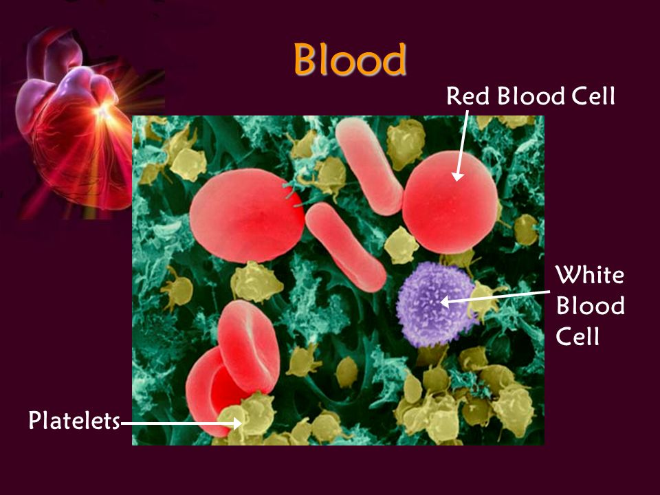 Blood Red Blood Cell White Blood Cell Platelets