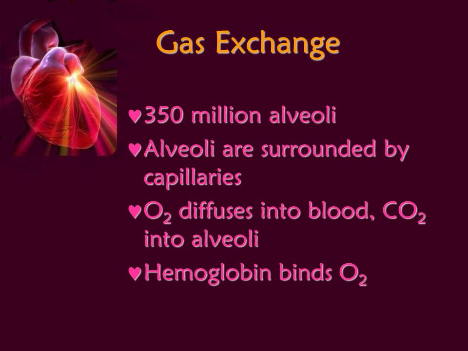 Gas Exchange 350 million alveoli 350 million alveoli Alveoli are surrounded by capillaries Alveoli are surrounded by capillaries O 2 diffuses into blood, CO 2 into alveoli O 2 diffuses into blood, CO 2 into alveoli Hemoglobin binds O 2 Hemoglobin binds O 2