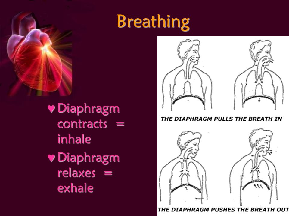 Breathing Diaphragm contracts = inhale Diaphragm contracts = inhale Diaphragm relaxes = exhale Diaphragm relaxes = exhale