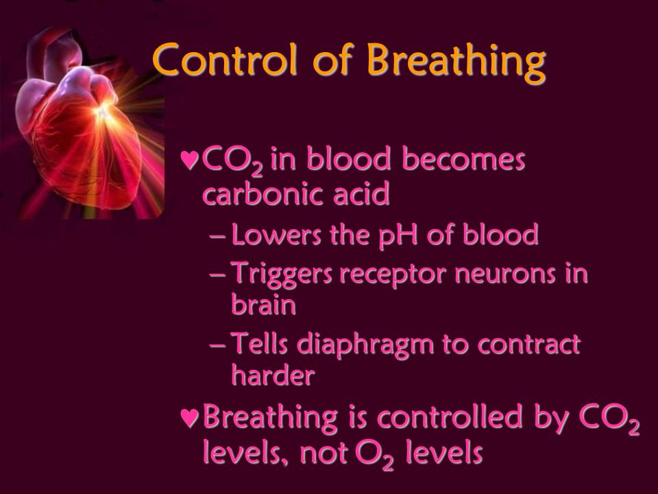 Control of Breathing CO 2 in blood becomes carbonic acid CO 2 in blood becomes carbonic acid –Lowers the pH of blood –Triggers receptor neurons in brain –Tells diaphragm to contract harder Breathing is controlled by CO 2 levels, not O 2 levels Breathing is controlled by CO 2 levels, not O 2 levels
