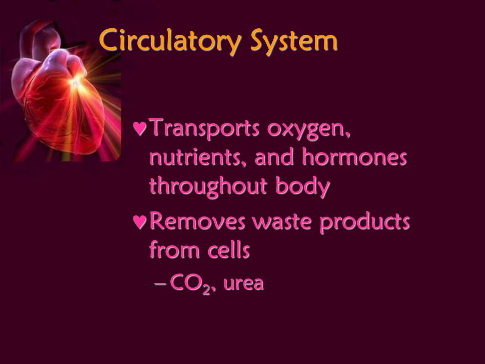 Circulatory System Transports oxygen, nutrients, and hormones throughout body Transports oxygen, nutrients, and hormones throughout body Removes waste products from cells Removes waste products from cells –CO 2, urea