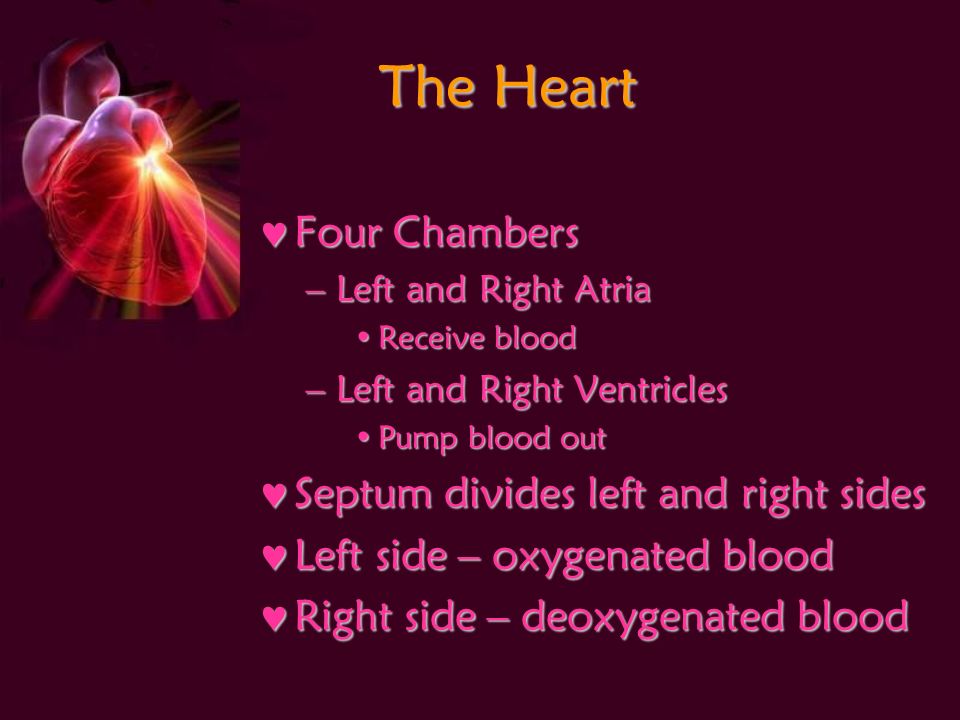 The Heart Four Chambers Four Chambers –Left and Right Atria Receive bloodReceive blood –Left and Right Ventricles Pump blood outPump blood out Septum divides left and right sides Septum divides left and right sides Left side – oxygenated blood Left side – oxygenated blood Right side – deoxygenated blood Right side – deoxygenated blood