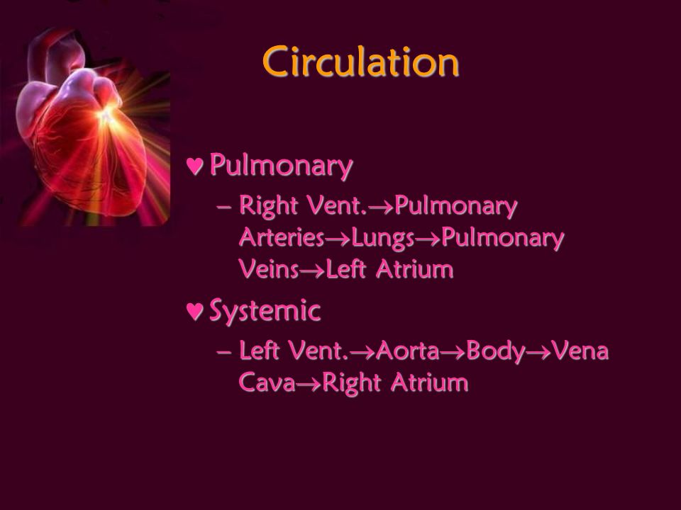 Circulation Pulmonary Pulmonary –Right Vent.
