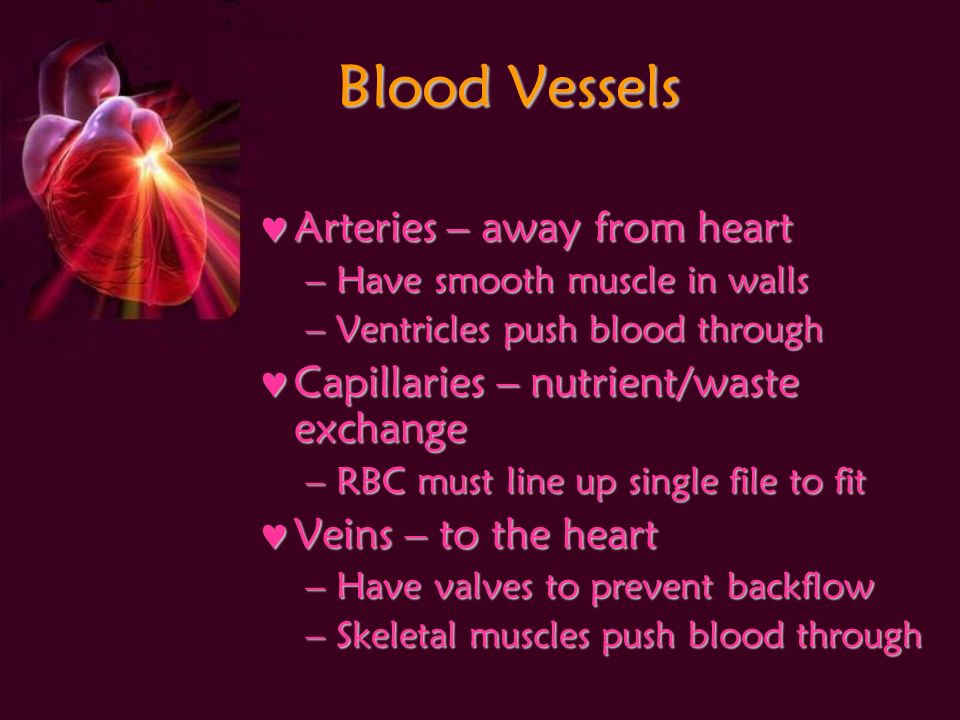 Blood Vessels Arteries – away from heart Arteries – away from heart –Have smooth muscle in walls –Ventricles push blood through Capillaries – nutrient/waste exchange Capillaries – nutrient/waste exchange –RBC must line up single file to fit Veins – to the heart Veins – to the heart –Have valves to prevent backflow –Skeletal muscles push blood through