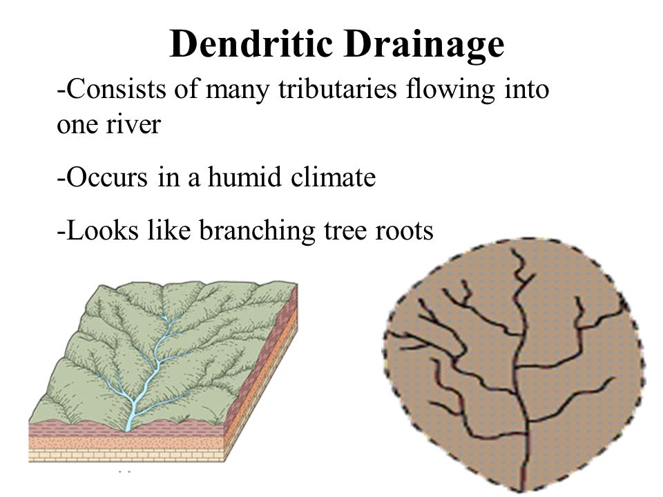 Dendritic Drainage -Consists of many tributaries flowing into one river -Occurs in a humid climate -Looks like branching tree roots