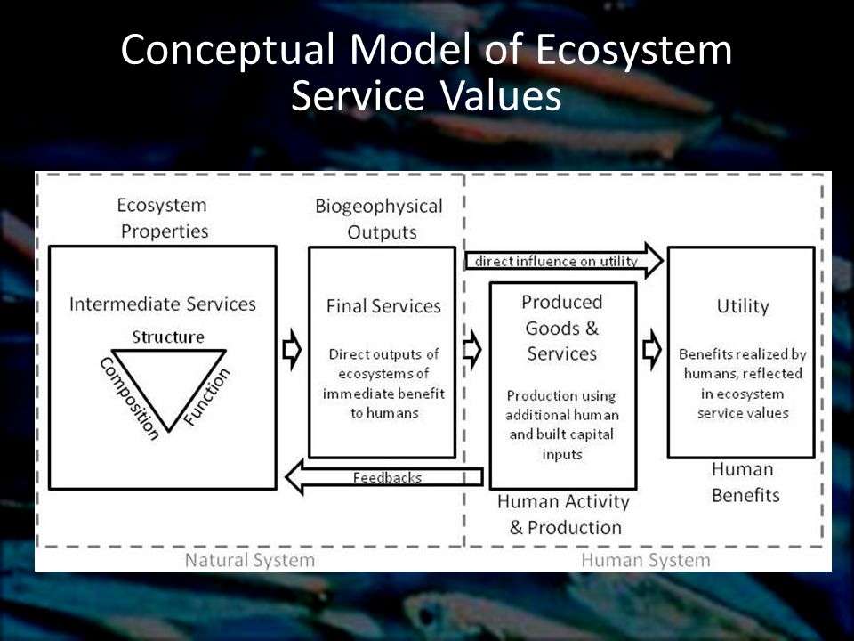 Conceptual Model of Ecosystem Service Values