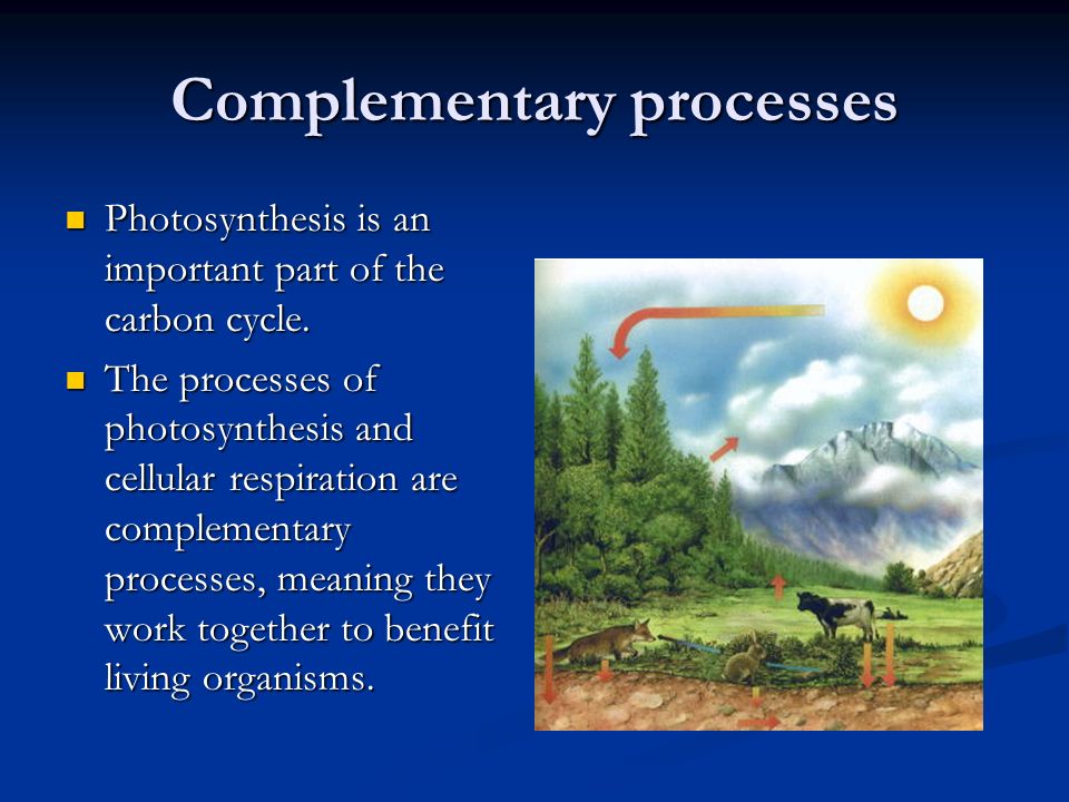 Energy for life photosynthesis and respiration
