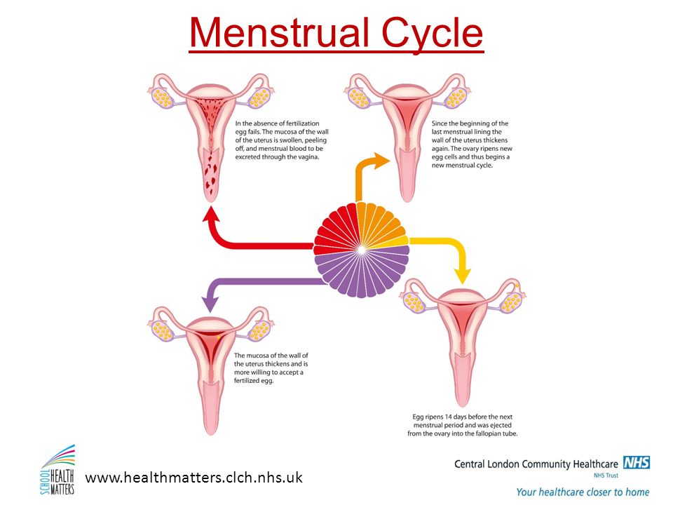 Why Do Women Have Periods - Evolution Of Menstruation – Nutrova