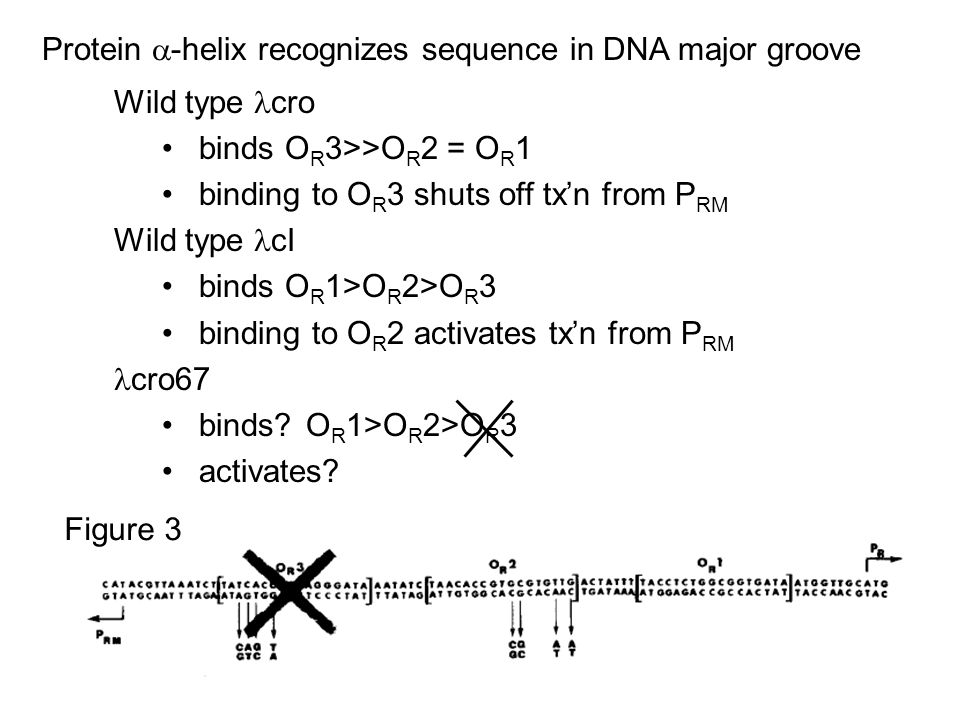 Protein  -helix recognizes sequence in DNA major groove Wild type cro binds O R 3>>O R 2 = O R 1 binding to O R 3 shuts off tx’n from P RM Wild type cI binds O R 1>O R 2>O R 3 binding to O R 2 activates tx’n from P RM cro67 binds.