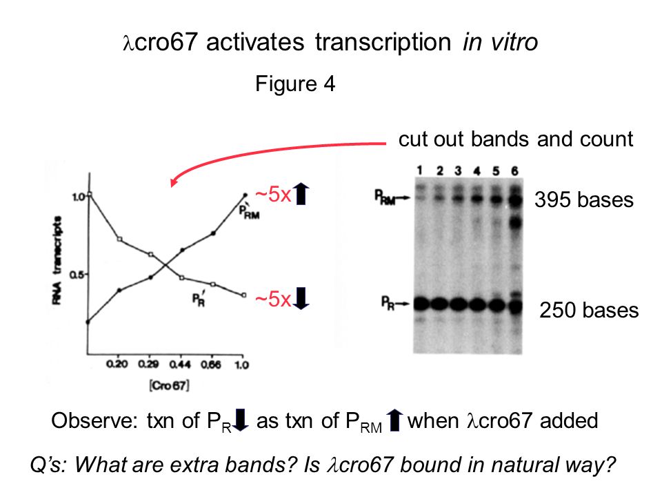 Observe: txn of P R as txn of P RM when cro67 added cro67 activates transcription in vitro Figure bases 250 bases ~5x cut out bands and count Q’s: What are extra bands.