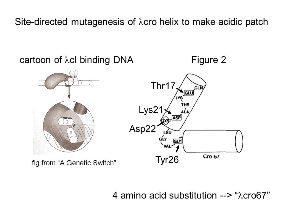 4 amino acid substitution --> cro67 Figure 2 cartoon of cI binding DNA Thr17 Lys21 Asp22 Tyr26 Site-directed mutagenesis of cro helix to make acidic patch fig from A Genetic Switch